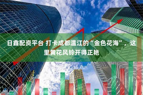 日鑫配资平台 打卡成都温江的“金色花海”，这里黄花风铃开得正艳